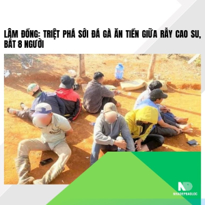 Lâm Đồng: Triệt phá sới đá gà ăn tiền giữa rẫy cao su, bắt 8 người
