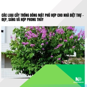 Các loại cây trồng bóng mát phù hợp cho nhà biệt thự – đẹp, sang và hợp phong thủy