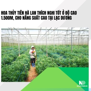 Hoa thủy tiên Hà Lan thích nghi tốt ở độ cao 1.500m, cho năng suất cao tại Lạc Dương