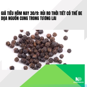 Giá tiêu hôm nay 30/9: Rủi ro thời tiết có thể đe dọa nguồn cung trong tương lai