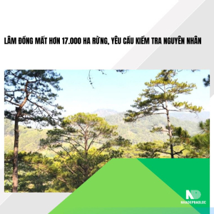 Lâm Đồng mất hơn 17.000 ha rừng, yêu cầu kiểm tra nguyên nhân