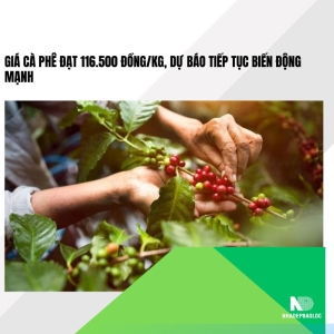 Giá cà phê đạt 116.500 đồng/kg, dự báo tiếp tục biến động mạnh