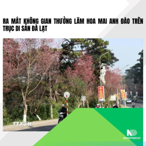 Ra mắt không gian thưởng lãm hoa mai anh đào trên trục di sản Đà Lạt
