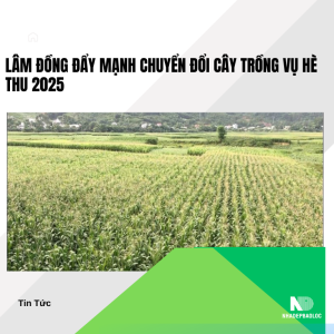 Lâm Đồng đẩy mạnh chuyển đổi cây trồng vụ hè thu 2025