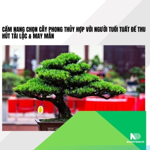 Cẩm nang chọn cây phong thủy hợp với người tuổi Tuất để thu hút tài lộc &amp; may mắn