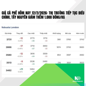 Giá cà phê hôm nay 12/2/2026: Thị trường tiếp tục điều chỉnh, Tây Nguyên giảm thêm 1.000 đồng/kg