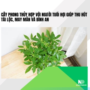 Cây phong thủy hợp với người tuổi Hợi giúp thu hút tài lộc, may mắn và bình an