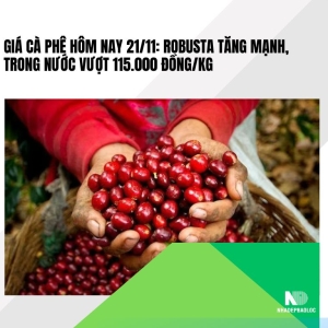 Giá cà phê hôm nay 21/11: Robusta tăng mạnh, trong nước vượt 115.000 đồng/kg