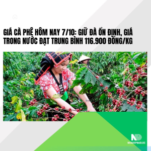 Giá cà phê hôm nay 7/10: Giữ đà ổn định, giá trong nước đạt trung bình 116.900 đồng/kg