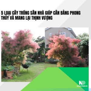 5 loại cây trồng sân nhà giúp cân bằng phong thủy và mang lại thịnh vượng