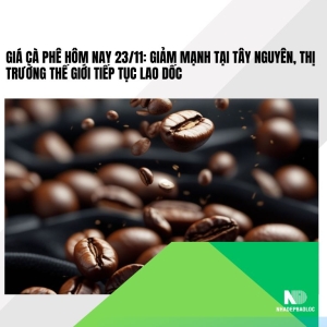 Giá cà phê hôm nay 23/11: Tây Nguyên giảm mạnh 1.800–2.200 đồng/kg, thế giới tiếp tục lao dốc