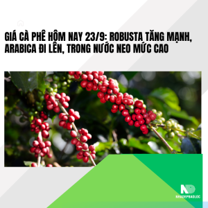 Giá cà phê hôm nay 23/9: Robusta tăng mạnh, Arabica đi lên, trong nước neo mức cao