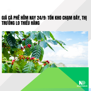 Giá cà phê hôm nay 24/9: Tồn kho chạm đáy, thị trường lo thiếu hàng