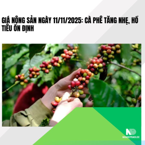 Giá nông sản ngày 11/11/2025: Cà phê tăng nhẹ, hồ tiêu ổn định