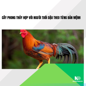 Cây phong thủy hợp với người tuổi Dậu theo từng bản mệnh