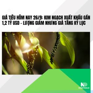 Giá tiêu hôm nay 26/9: Kim ngạch xuất khẩu gần 1,2 tỷ USD – Lượng giảm nhưng giá tăng kỷ lục