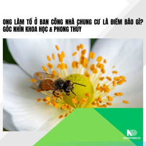 Ong làm tổ ở ban công nhà chung cư là điềm báo gì? Góc nhìn khoa học &amp; phong thủy