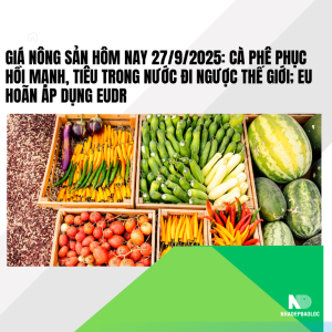 Giá nông sản hôm nay 27/9/2025: Cà phê phục hồi mạnh, tiêu trong nước đi ngược thế giới; EU hoãn áp dụng EUDR