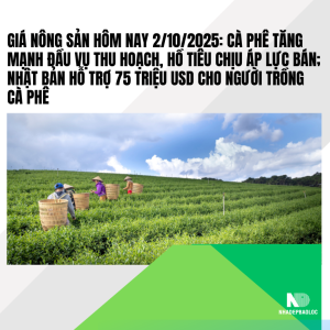 Giá nông sản hôm nay 2/10/2025: Cà phê tăng mạnh đầu vụ thu hoạch, hồ tiêu chịu áp lực bán; Nhật Bản hỗ trợ 75 triệu USD cho người trồng cà phê