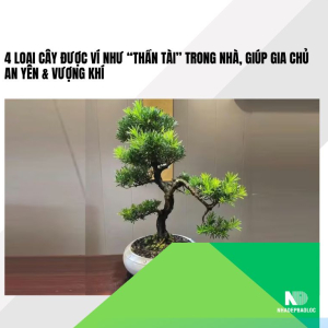 4 loại cây được ví như “thần tài” trong nhà, giúp gia chủ an yên &amp; vượng khí