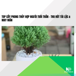 Cây Phong Thủy Hợp Người Tuổi Thân – Thu Hút Tài Lộc &amp; May Mắn